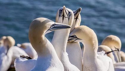 kaiyun app download-中国高尔夫小将美巡赛首轮并列领先，高尔夫美巡赛中国选手