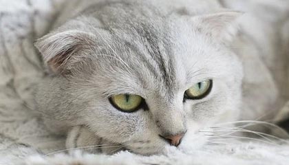 开云体育ios-决赛惜败不掩光芒，西班牙获赞赏，西班牙大赛冠军